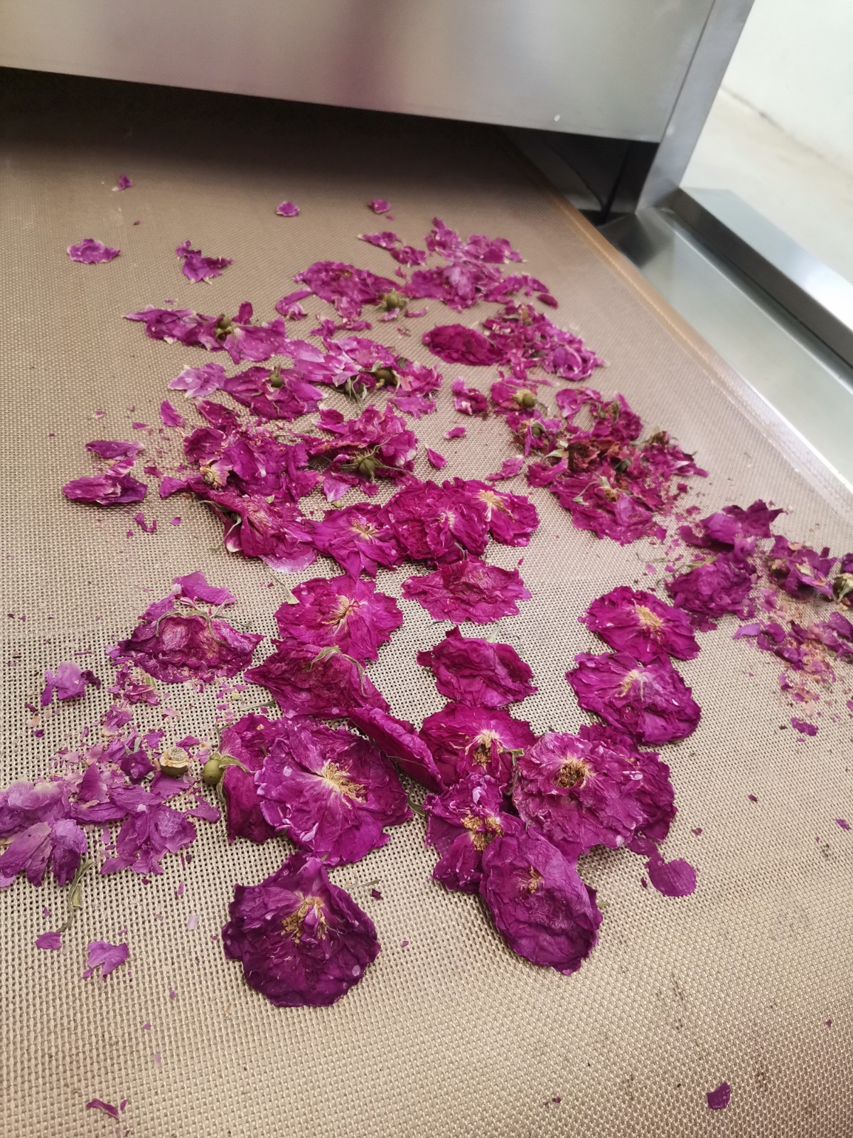 玫瑰花微波烘干機特點闡述