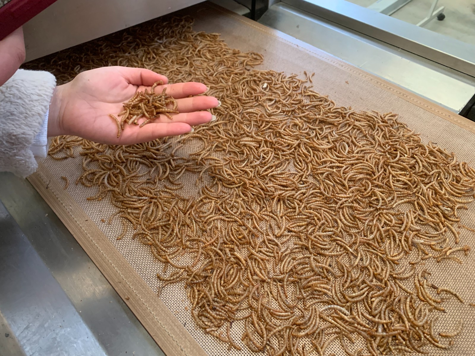 對黃粉蟲微波烘干機優勢的敘述