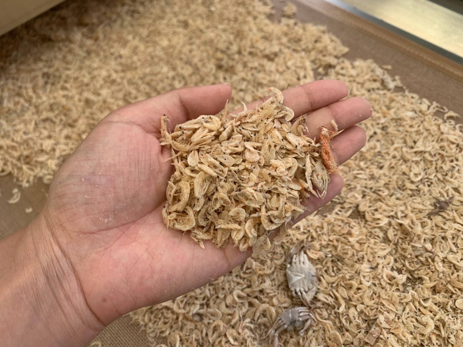 微波烘干設備使蝦皮烘干均勻并保留其營養成分