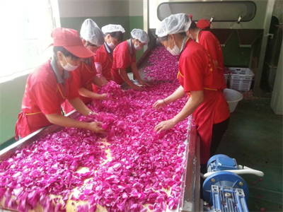 鮮花微波烘干設(shè)備為花卉產(chǎn)業(yè)的繁榮發(fā)展貢獻了一份力量 ?