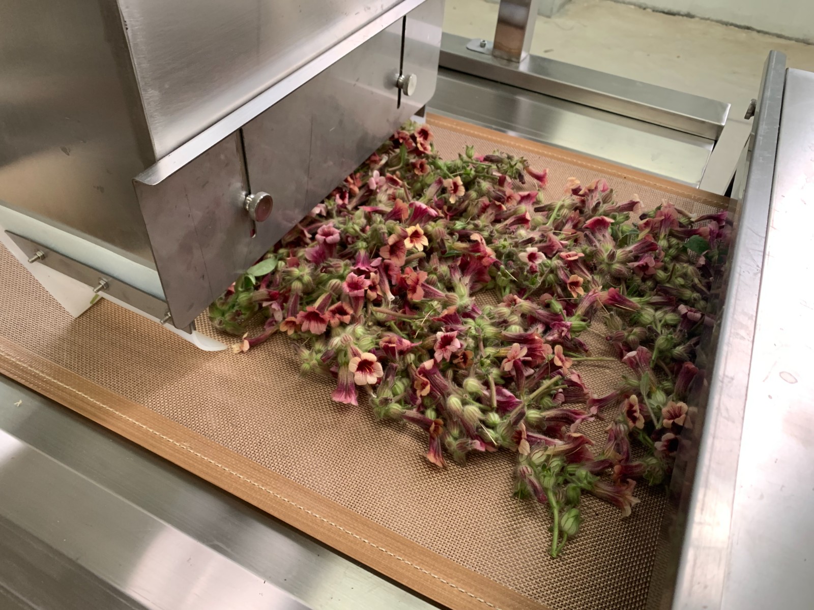 地黃等中草藥，采用微波烘干方式有什么特點