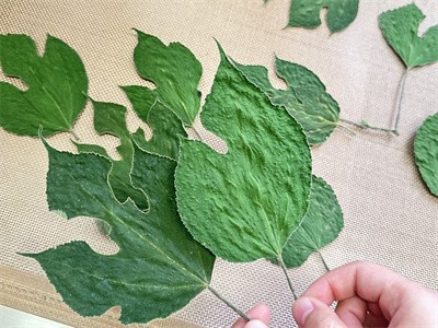 不變形、不變色構葉 微波烘干的作用過程