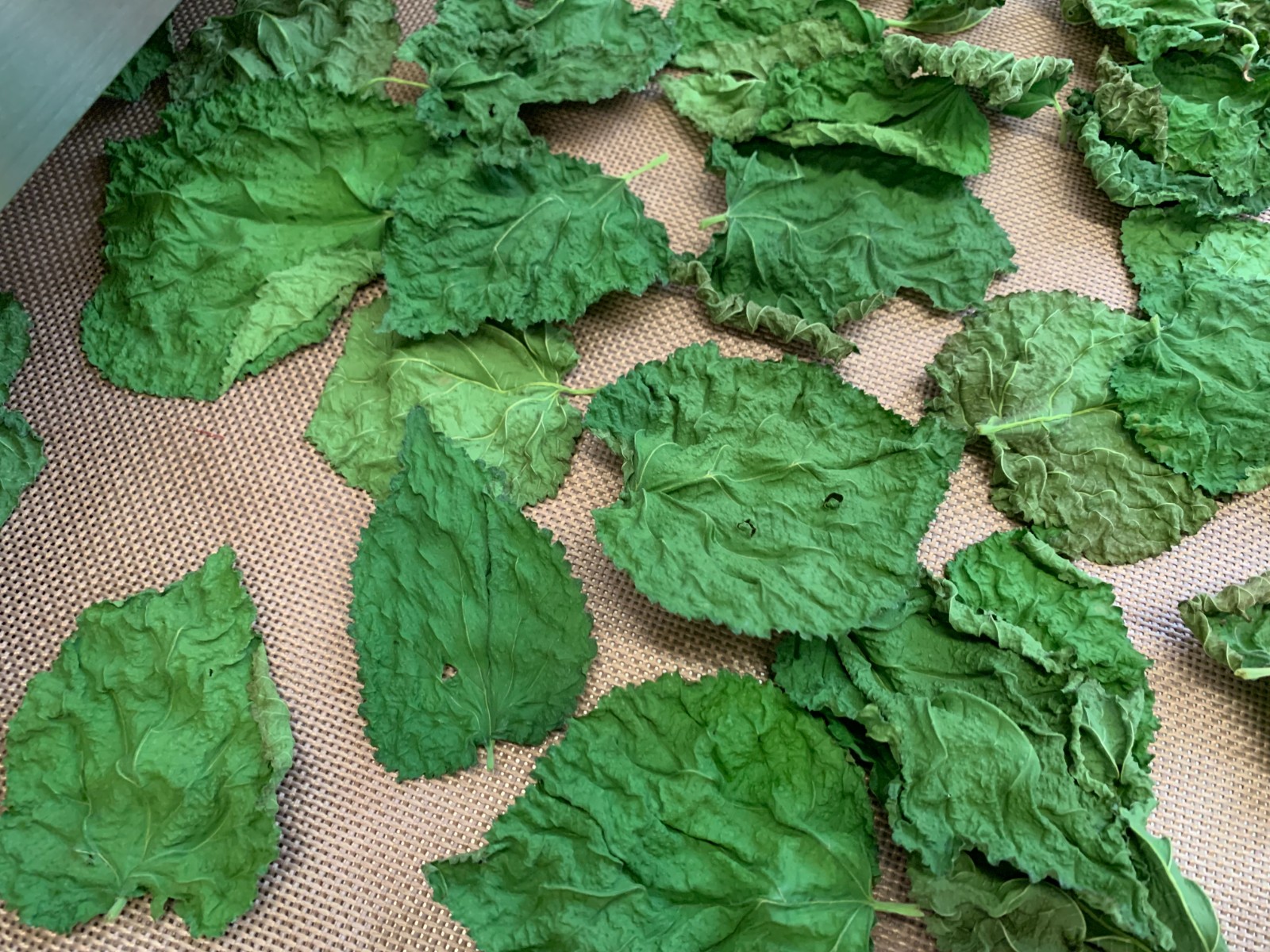 葉子烘干的同時怎樣才能有效保留其色澤？