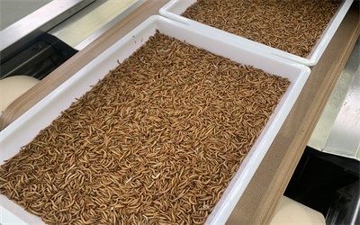 干蟲水分不達標選擇微波烘干 實現了自動化連續式生產