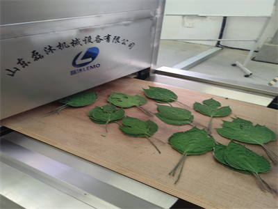 微波烘干隧道爐為構樹葉的廣泛應用開辟了新途徑