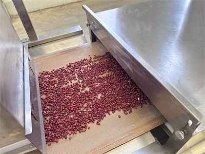 Microwave equipment brings new changes to red bean processing