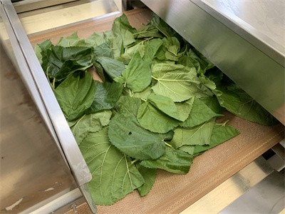 Microwave drying equipment opens up a new era of tea drying