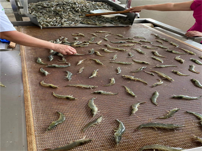 鮮蝦烘烤新革命！微波設備一鍵搞定