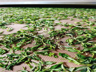 微波殺青設備的普及帶動了茶葉加工設備的升級換代