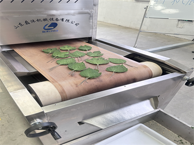 微波烘干設備為構樹葉的加工提供了全新的技術方案