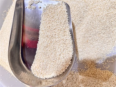 Microwave equipment for roasting sesame and other oilseed crops