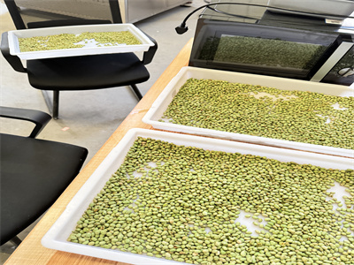 微波烘烤設備正在為毛豆仁加工業帶來全方位的革新