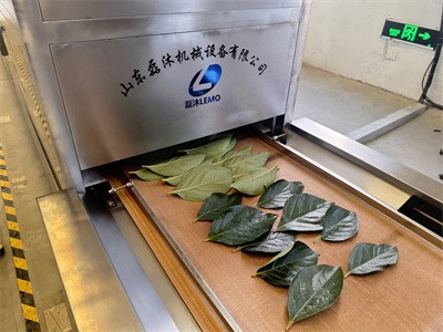 Microwave drying process of persimmon leaves