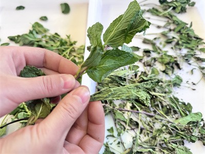 Mint leaves:Microwave drying VS Hot air drying
