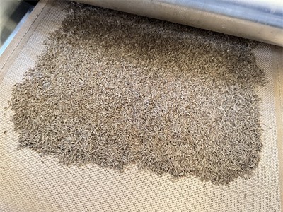 烘干孜然 含水量降到霉界點以下