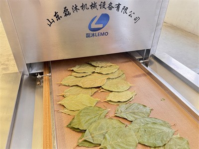 柿子葉烘干不變形不變色是怎么做到的呢？