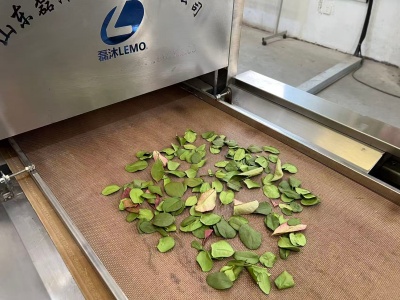 新鮮冬青葉殺青如何做到不褪色？