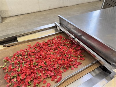 What happens to the color of dried flowers?？