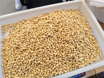 工業微波隧道爐：黃豆烘烤的實用加工選擇